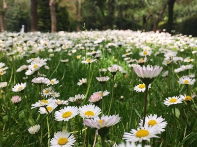 雛菊幾天發(fā)芽多久開花？