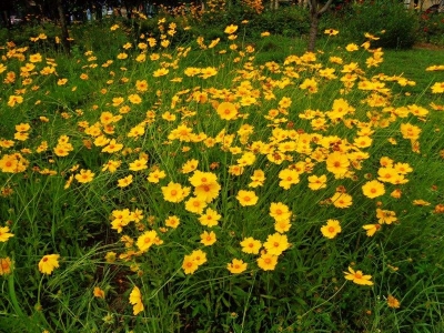 金雞菊的花期是什么時(shí)候？