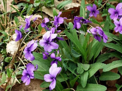 紫花地丁是多年生植物嗎？