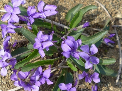 紫花地丁對皮膚有什么功效