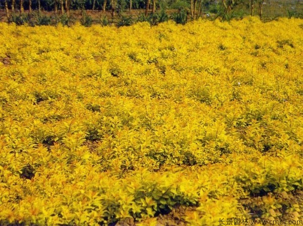 繡線(xiàn)菊種子發(fā)芽出苗圖片