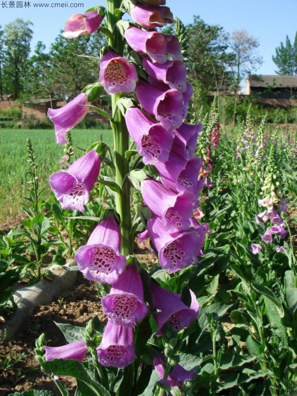 毛地黃種子發(fā)芽出苗開花圖片