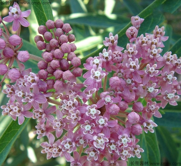 馬利筋種子發(fā)芽出苗開花圖片