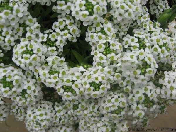 香雪球種子發(fā)芽出苗開花圖片