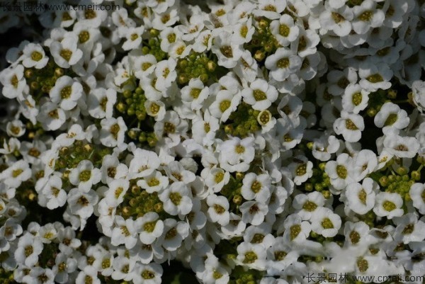 香雪球種子發(fā)芽出苗開花圖片