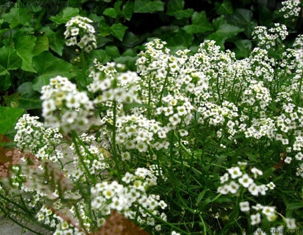 香雪球種子發(fā)芽出苗開花圖片