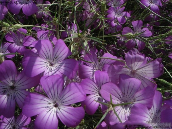 麥仙翁種子發(fā)芽出苗開花圖片