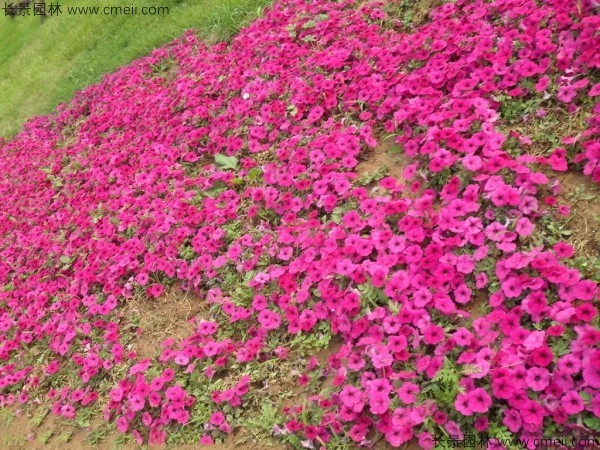 牽?；ǚN子發(fā)芽出苗開花圖片