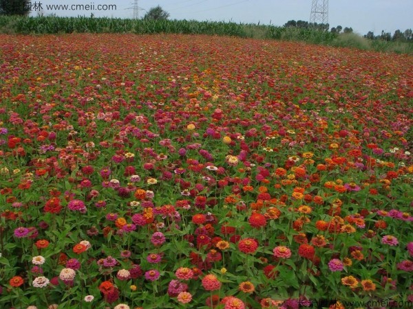 百日草種子發(fā)芽出苗開(kāi)花圖片