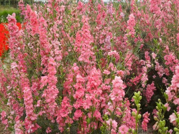 飛燕草種子發(fā)芽出苗開花圖片