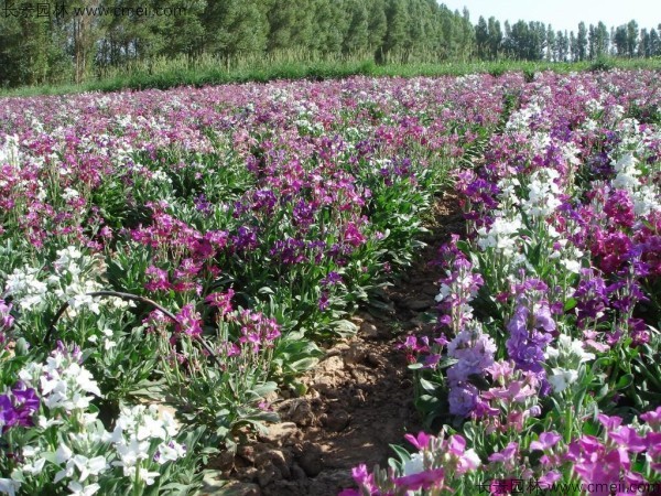 紫羅蘭種子發(fā)芽出苗開(kāi)花圖片