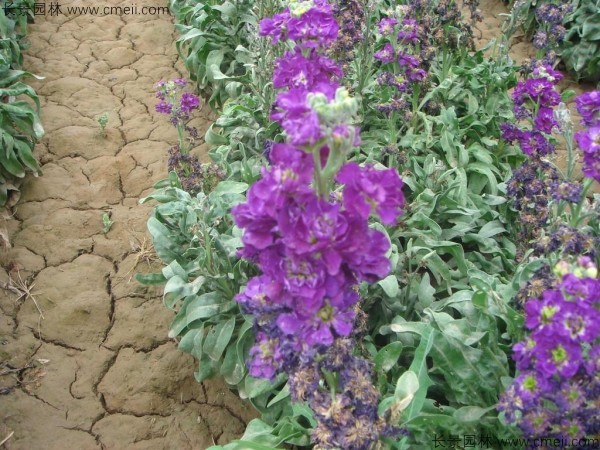 紫羅蘭種子發(fā)芽出苗開(kāi)花圖片