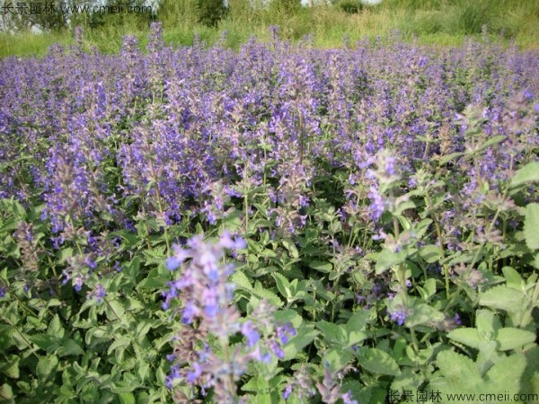 美國(guó)薄荷種子發(fā)芽出苗開(kāi)花圖片