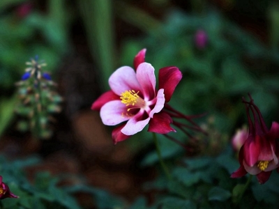 耬斗菜一年開花可以開幾次？