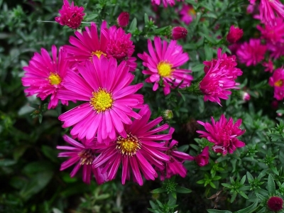 荷蘭菊一年四季都開(kāi)花嗎？