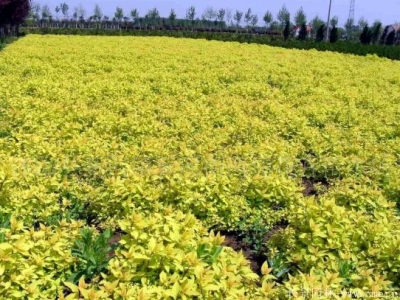 繡線(xiàn)菊幾月開(kāi)花？繡線(xiàn)菊花期是幾月份？