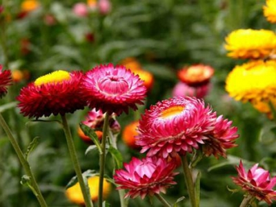 麥稈菊什么時(shí)候開花,麥稈菊花期是幾月