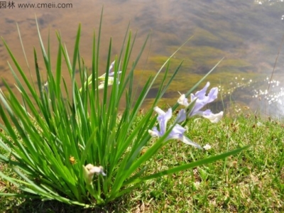 馬蘭花一般什么時(shí)候開(kāi)花？