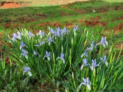 馬蘭花種子多少錢(qián)一斤