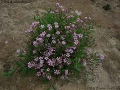 滿天星的花期是什么時(shí)候？