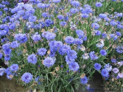 矢車菊什么時候開花