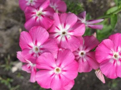 福祿考的花語(yǔ)是什么？