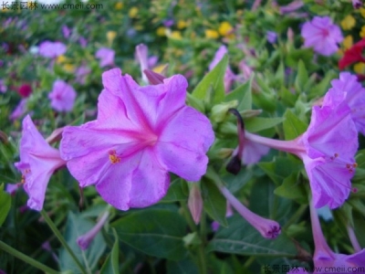 紫茉莉播種多久開花