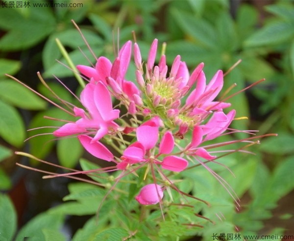 醉蝶花種子發(fā)芽出苗開(kāi)花圖片