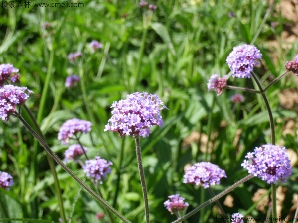 馬鞭草種子發(fā)芽出苗開(kāi)花圖片