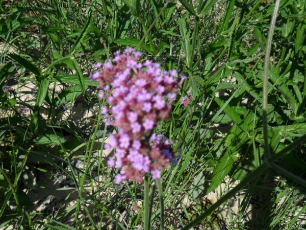 馬鞭草種子發(fā)芽出苗開(kāi)花圖片