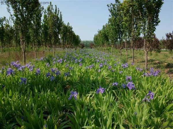 藍(lán)花鳶尾種子發(fā)芽出苗開花圖片