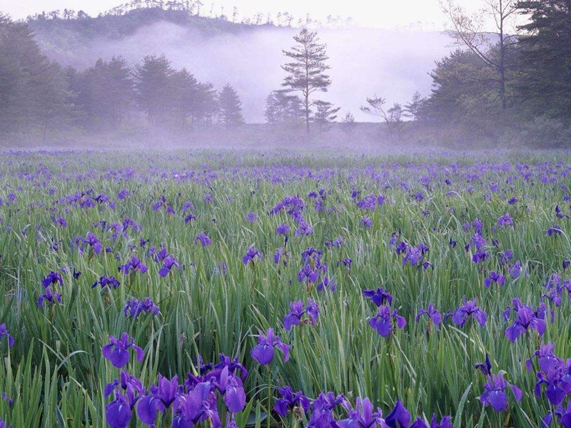 藍(lán)花鳶尾