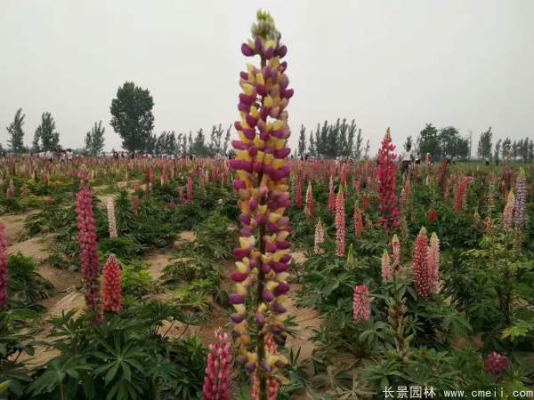 魯冰花種子發(fā)芽出苗開花圖片