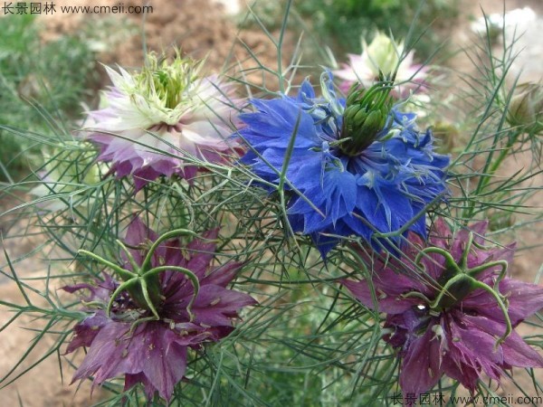 黑種草種子發(fā)芽出苗開花圖片