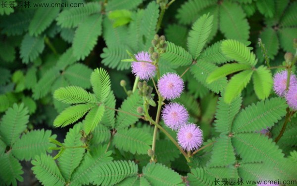 含羞草種子發(fā)芽出苗圖片