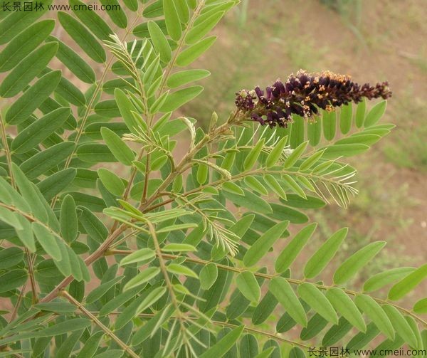 紫穗槐開(kāi)花圖片