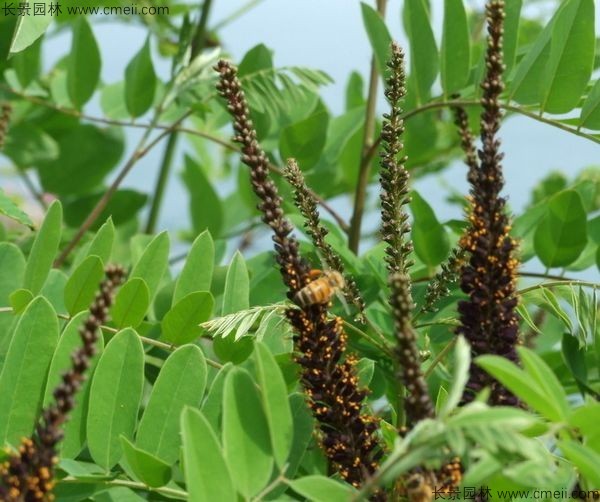 紫穗槐開(kāi)花圖片