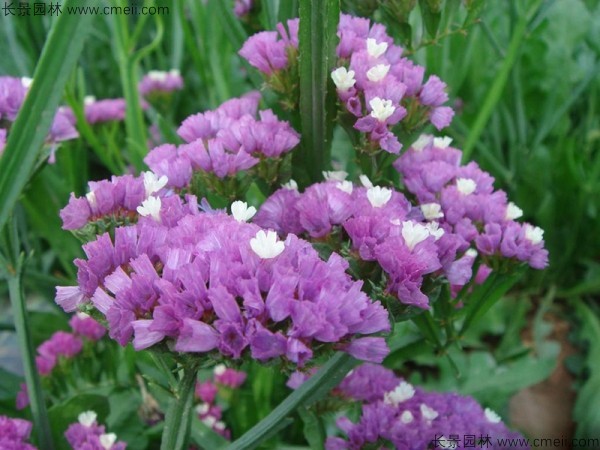 勿忘我種子發(fā)芽出苗開花圖片