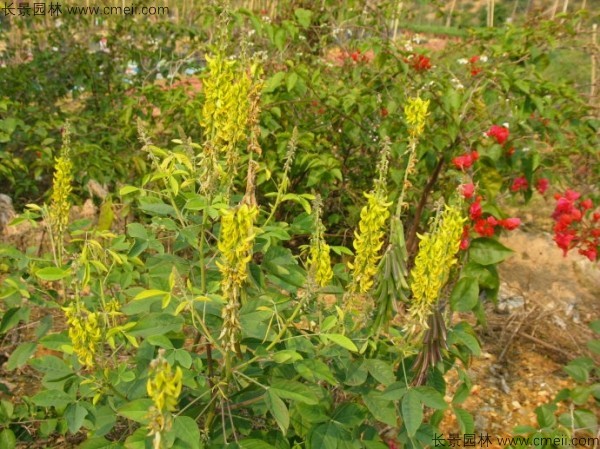 豬屎豆種子發(fā)芽出苗圖片