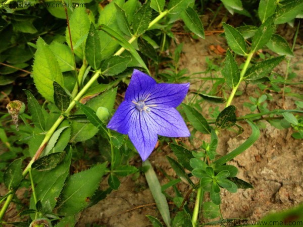 桔梗種子發(fā)芽出苗圖片