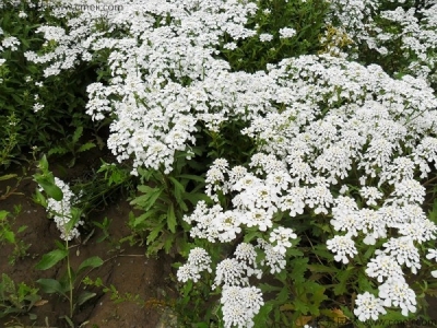 蜂室花什么時候開花