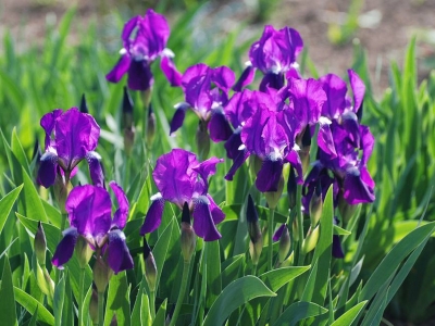 藍(lán)花鳶尾如何種植？