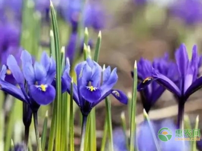 藍花鳶尾的養(yǎng)護管理