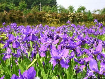 藍(lán)花鳶尾的花期是什么時(shí)候？