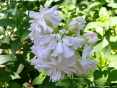 肥皂草播種后多久開(kāi)花？