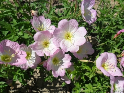 美麗月莧草什么時(shí)候開花