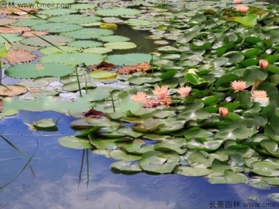 睡蓮的花語(yǔ)是什么？