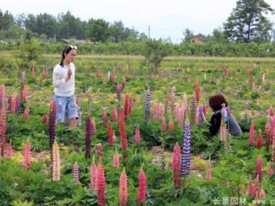 魯冰花種子多少錢一斤？