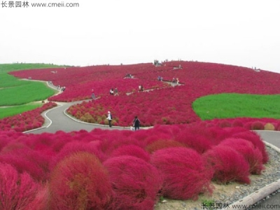 紅葉地膚什么時(shí)候開(kāi)花