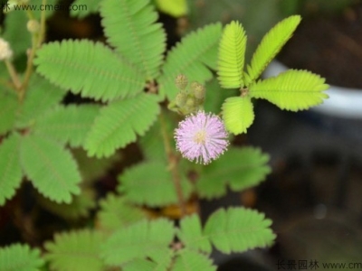 含羞草播種后多久開花？